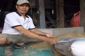 Tình tiết bất ngờ vụ nhặt được 3 cây vàng trong bao lúa 