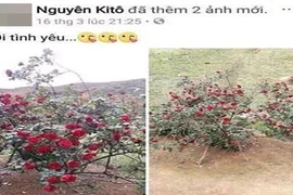 Thanh niên khốn đốn vì bị hiểu lầm là kẻ trộm cây hoa hồng cổ