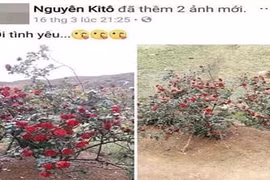 Thanh niên khốn đốn vì bị hiểu lầm là kẻ trộm cây hoa hồng cổ