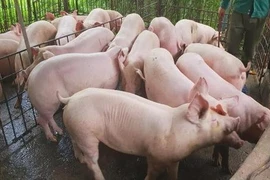 Trung Quốc phát hiện 4 ổ dịch, Việt Nam ra công điện khẩn