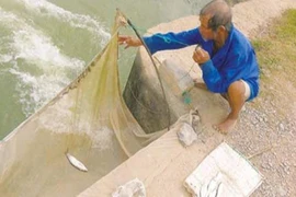 Độc chiêu “săn” đặc sản quý hiếm cá chày mắt đỏ 