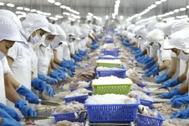 VHC và ANV gặp rủi ro gì khi bị áp thuế chống bán phá giá sơ bộ 0,09 USD/kg?