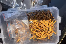 Bắt giữ lô Đông trùng hạ thảo Tây tạng khủng được bán qua facebook 'Thuỷ Phạm'