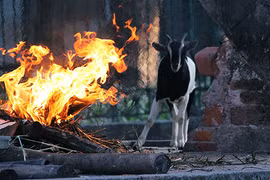 Ảnh: Công viên Thủ Lệ đốt lửa, che bạt sưởi ấm cho động vật