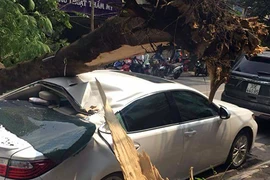 Cây xanh bật gốc, đè bẹp Lexus ES300h trên phố HN