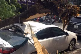 Cây xanh bật gốc, đè bẹp Lexus ES300h trên phố HN