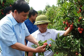 Bộ trưởng xuống chợ khảo giá, tìm cách bán vải thiều cho dân