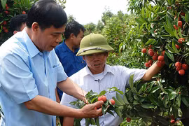 Bộ trưởng xuống chợ khảo giá, tìm cách bán vải thiều cho dân