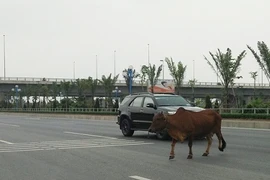 Bò tràn ra đường đẹp nhất Thủ đô, ô tô phanh dúi dụi