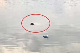 Hãi hùng thi thể người đàn ông nổi lập lờ trên hồ nước