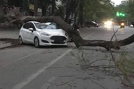 Cây xanh bật gốc đè bẹp ô tô ở Hà Nội