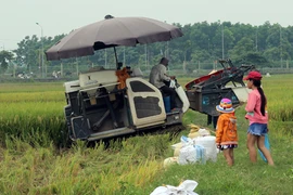 Tết thiếu nhi của những đứa trẻ đi gặt lúa cùng bố mẹ ở Hà Nội