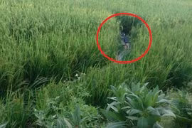 Giăng dây điện để bẫy chuột, người đàn ông chết thảm giữa đồng