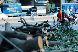 1000 cây xanh trên đường Phạm Văn Đồng sẽ đi về đâu?