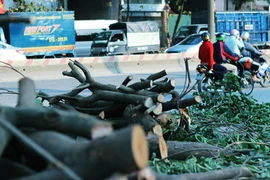 1000 cây xanh trên đường Phạm Văn Đồng sẽ đi về đâu?