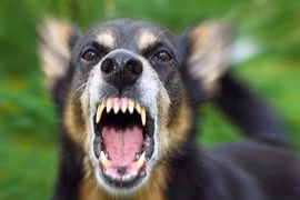 Xót xa bé trai 4 tuổi bị chó cắn rách mặt ở Lào Cai