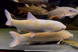 Trầm trồ với ao cá trắm có màu kỳ lạ, có giá 80 triệu