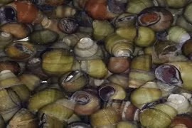 Bí quyết xào ốc không tanh, không nhớt, lưu ngay lại để trổ tài