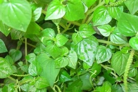 3 loại rau dại mọc đầy vườn ở Việt Nam nhưng là thần dược