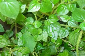 3 loại rau dại mọc đầy vườn ở Việt Nam nhưng là thần dược