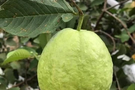 Bất ngờ ổi ngập chợ với giá chỉ 3.000 đồng/kg, chị em rủ nhau mua cả yến