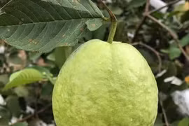 Bất ngờ ổi ngập chợ với giá chỉ 3.000 đồng/kg, chị em rủ nhau mua cả yến