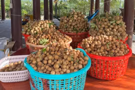 Loại nhãn lên đến 150.000 đồng/kg, chủ vườn bán hết vèo gần nửa tấn