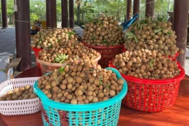 Loại nhãn lên đến 150.000 đồng/kg, chủ vườn bán hết vèo gần nửa tấn
