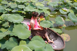 Biển người chụp ảnh ở đầm sen Hồ Tây, chủ đầm ngồi mát đếm tiền