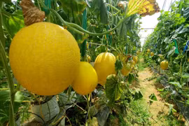 Trồng dưa lưới cho thu nhập khủng tại Ninh Thuận