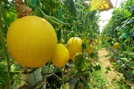 Trồng dưa lưới cho thu nhập khủng tại Ninh Thuận