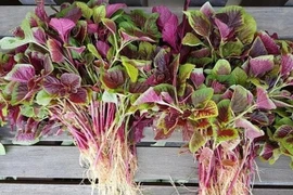  Những loại rau bổ hơn thịt bán đầy ngoài chợ, nhiều người không biết mà ăn