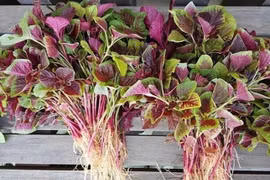  Những loại rau bổ hơn thịt bán đầy ngoài chợ, nhiều người không biết mà ăn