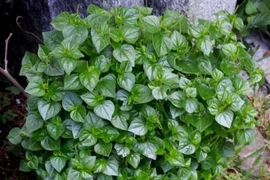 Loại rau được nhiều người săn lùng, vừa ngon lại hỗ trợ trị bệnh