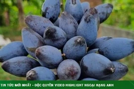 Loại quả đen sì như than thành đặc sản, chi cả triệu đồng để mua