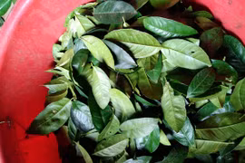 Lá chanh được thu mua với giá 50.000 đồng/kg, có bao nhiêu cũng hết