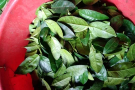 Lá chanh được thu mua với giá 50.000 đồng/kg, có bao nhiêu cũng hết