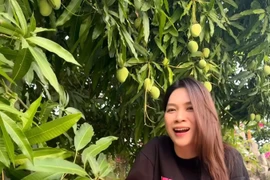 Cây xoài trong vườn nhà ca sĩ Mỹ Tâm hơn 500 trái 