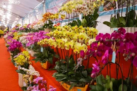 Những loại hoa đắt đỏ mà khó trồng 