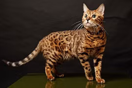 Những loài mèo đắt đỏ nhất thế giới được các đại gia chi hàng trăm nghìn USD mua về