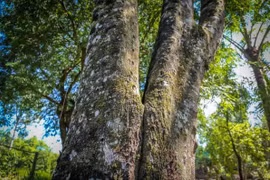 Sự thật về loại gỗ quý hiếm hơn 2 tỷ đồng/kg