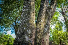 Sự thật về loại gỗ quý hiếm hơn 2 tỷ đồng/kg