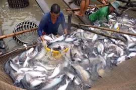 Giá cá tra giảm từ 2.000 – 4.000 đồng/kg