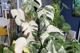 Vì sao lá trầu bà từng được “hét giá” tới nửa tỷ đồng?