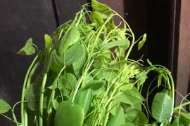 Loài rau bỏ hoang nay được xuất khẩu sang Mỹ với giá cao