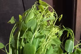 Loài rau bỏ hoang nay được xuất khẩu sang Mỹ với giá cao