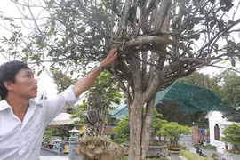 Đại gia săn lùng loài cây từng được trồng làm hàng rào