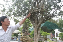 Đại gia săn lùng loài cây từng được trồng làm hàng rào