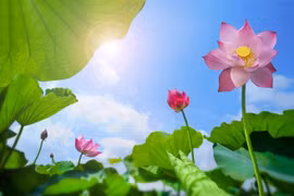 3 loại lá giúp người dân làm giàu 