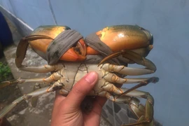 Cua biển Cà Mau giá 1 triệu đồng/kg dịp Tết